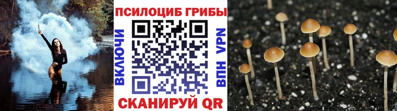 Купить закладки  Гагарин  Галлюциногенные грибы Psilocybine cubensis 